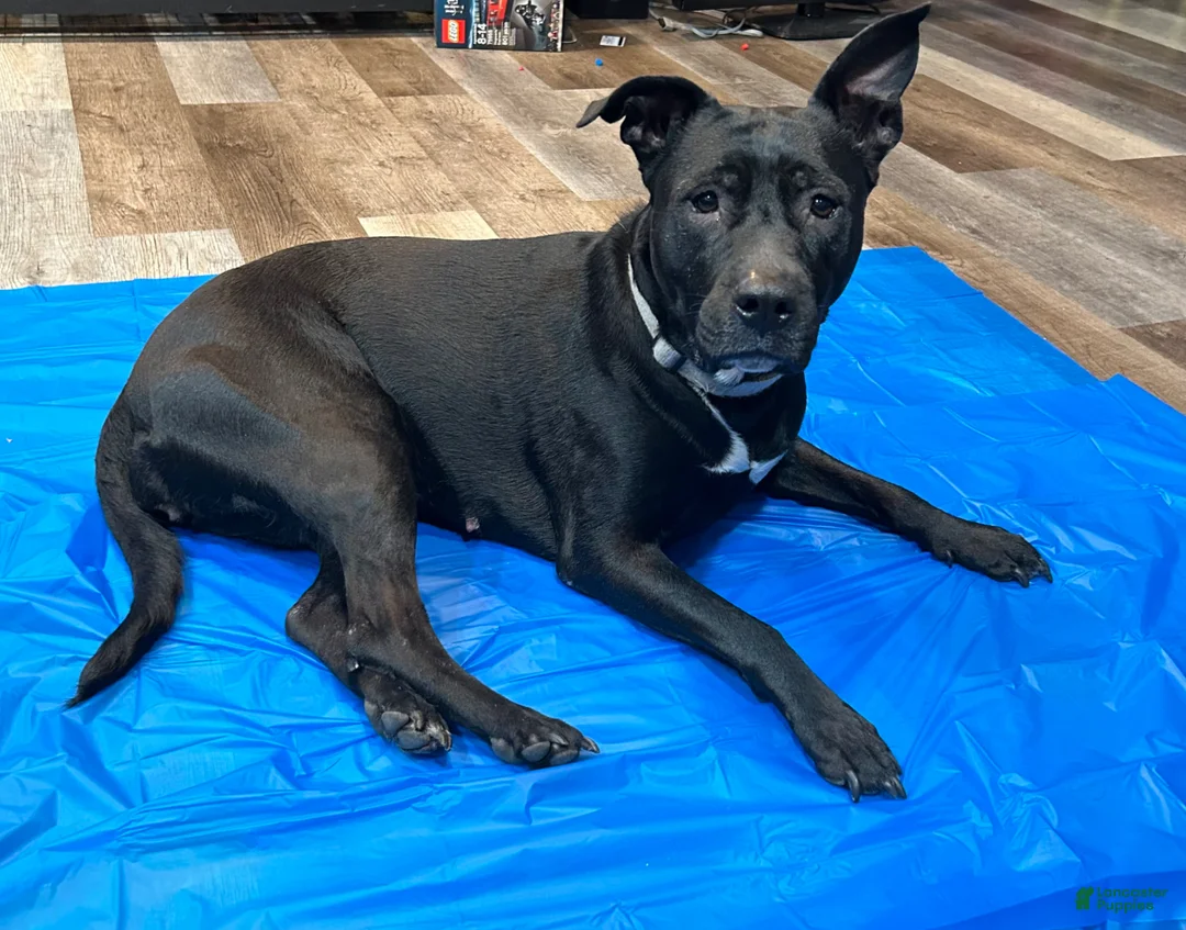 Mixed Breed dogs for sale: Mixed Breed Puppy 2 - Ad 2