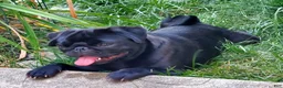 Pug dogs for sale: Tiny Tim  - Ad 3