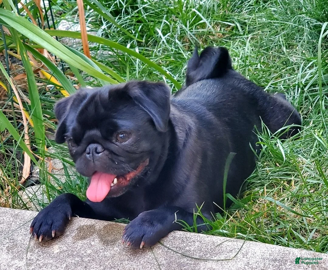 Pug dogs for sale: Tiny Tim  - Ad 3