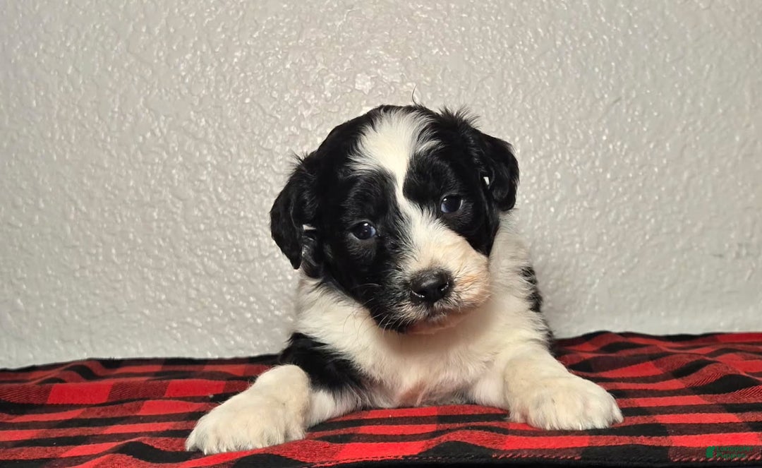 Mini Aussiedoodle dogs for sale: Oliver – Male - Ad 3