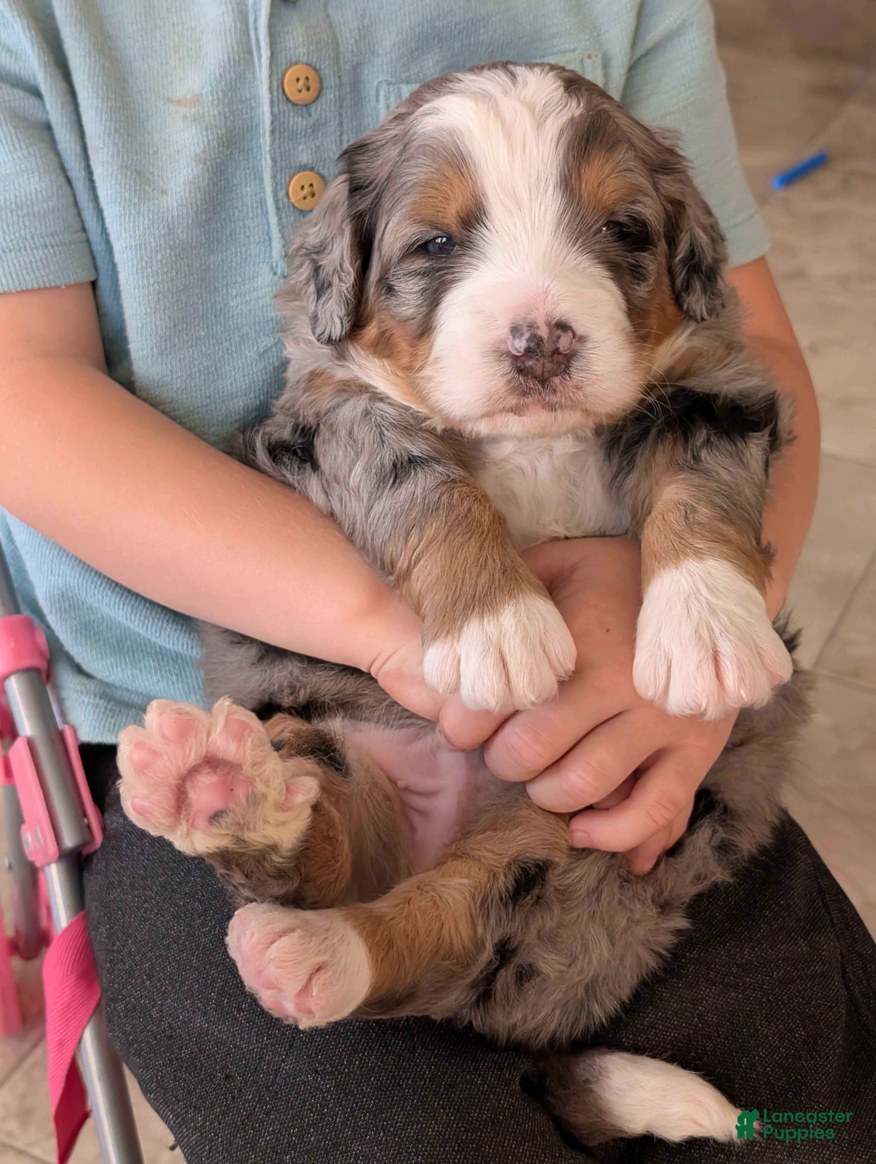 Mini Bernedoodle dogs Mini Baker  - Ad 36