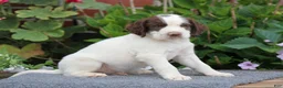 English Springer Spaniel dogs for sale: Rory - Ad 3