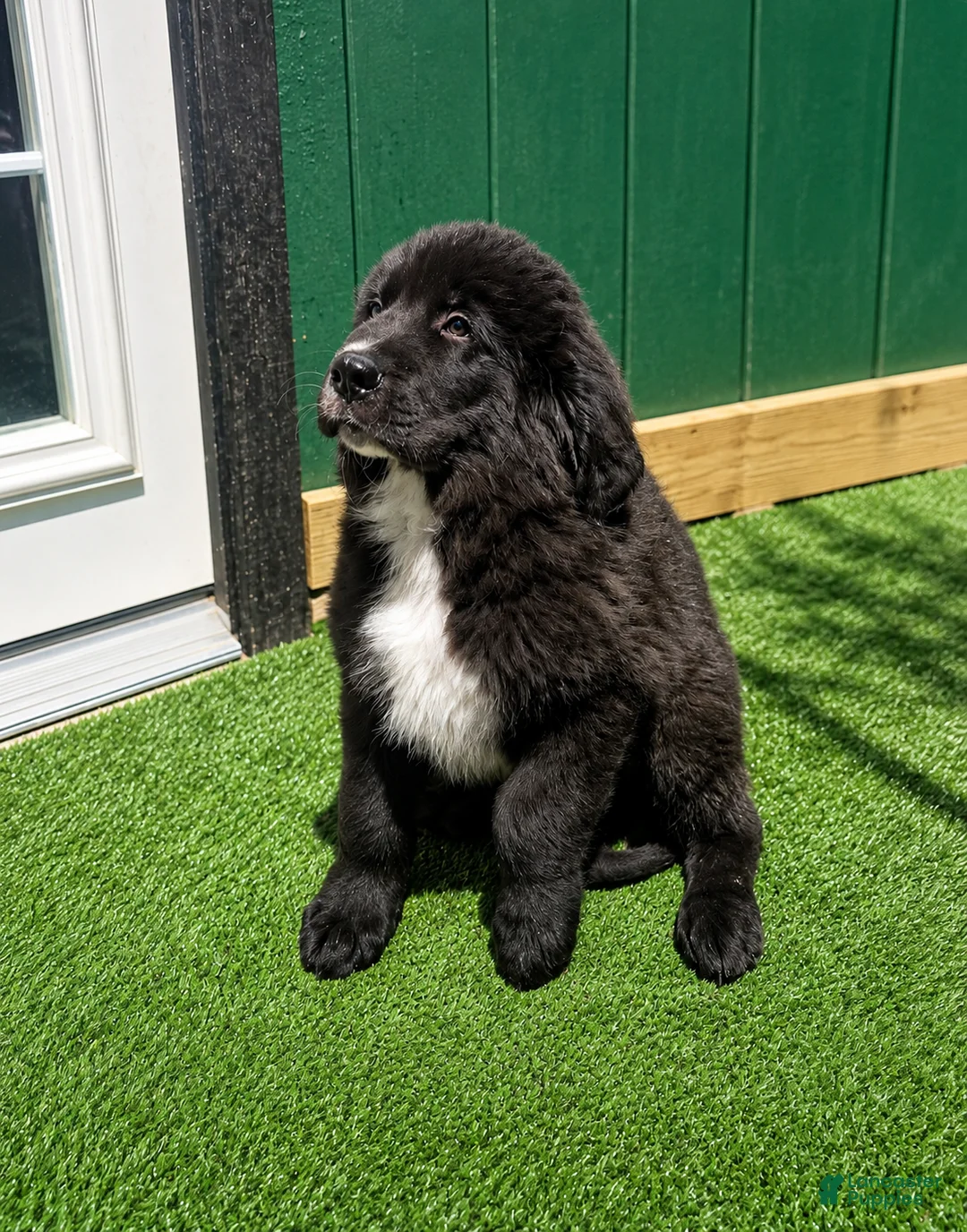Tibetan Mastiff dogs for sale: Tibetan Mastiff 3 - Ad 1