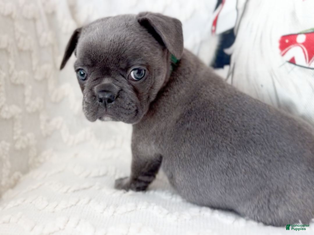 French Bulldog dogs for sale: Dasher Blue Fluffy Carrier - Ad 4