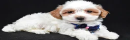 Maltipoo dogs for sale: Minston - Ad 5