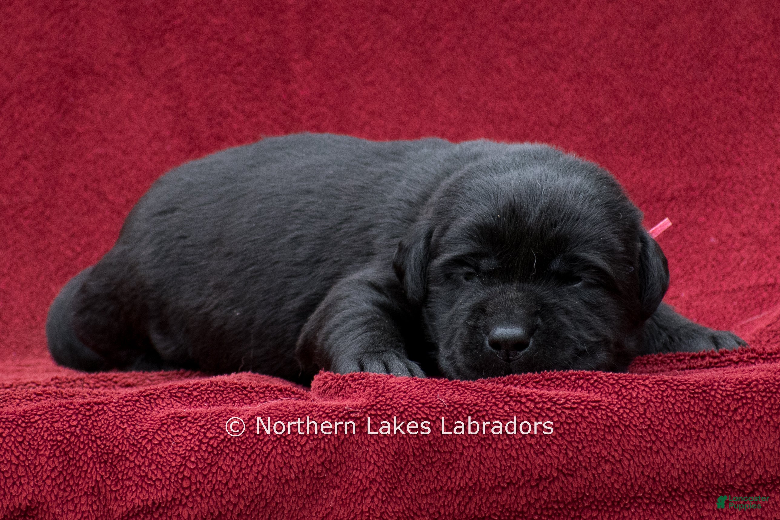 Labrador Retriever dogs Nico - Ad 18