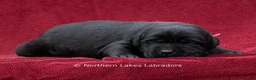 Labrador Retriever dogs for sale: Nico - Ad 1