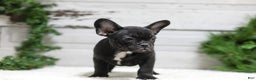French Bulldog dogs for sale: Casper - Ad 7