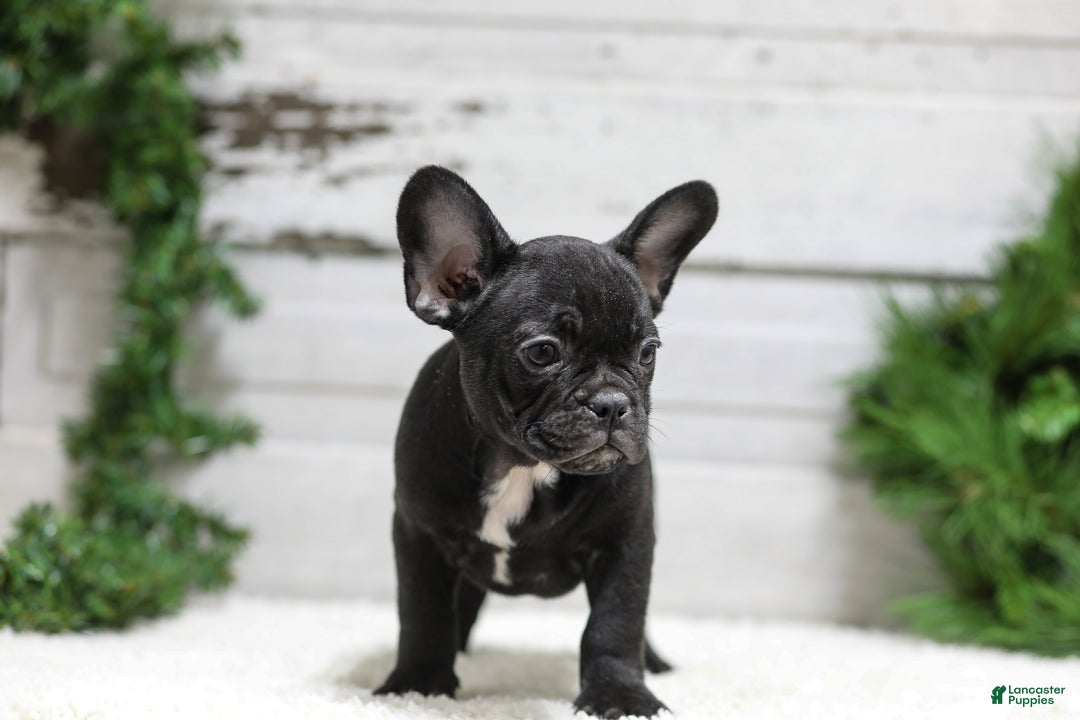 French Bulldog dogs for sale: Casper - Ad 7