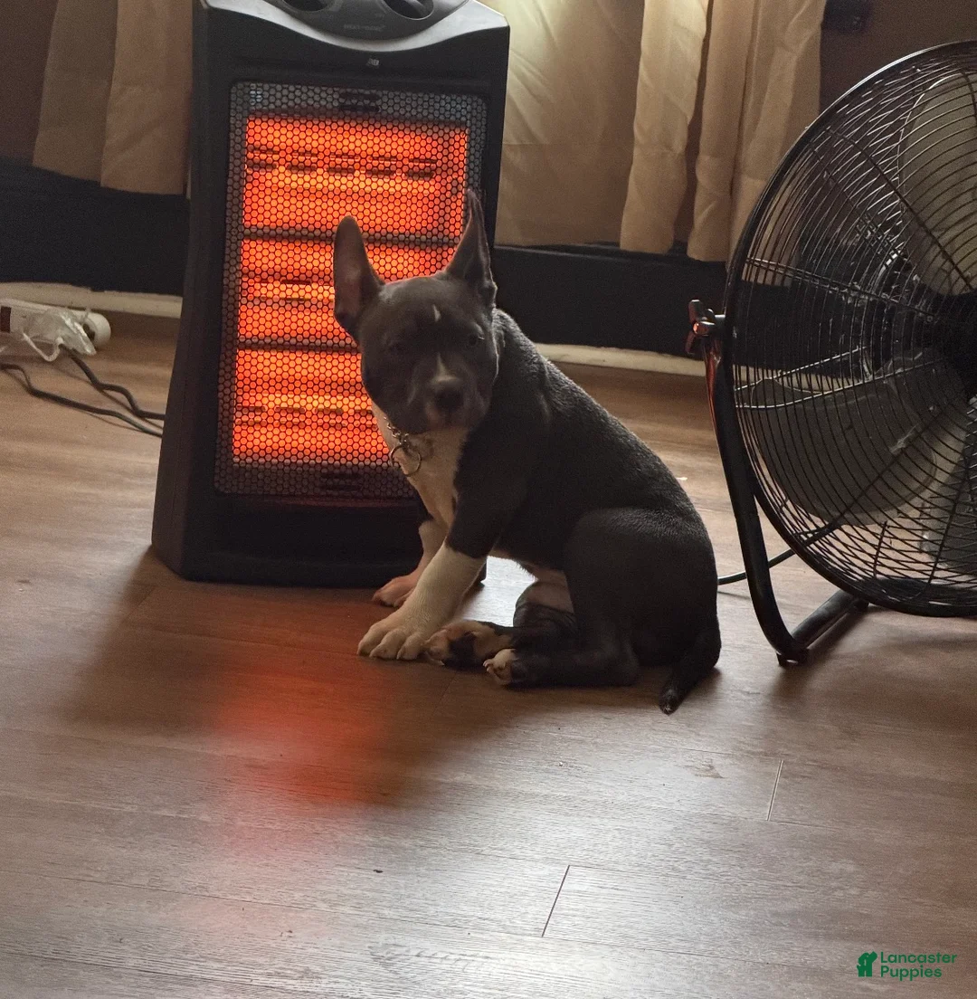 American Bully dogs for sale: American Bully Puppy 1 - Ad 7