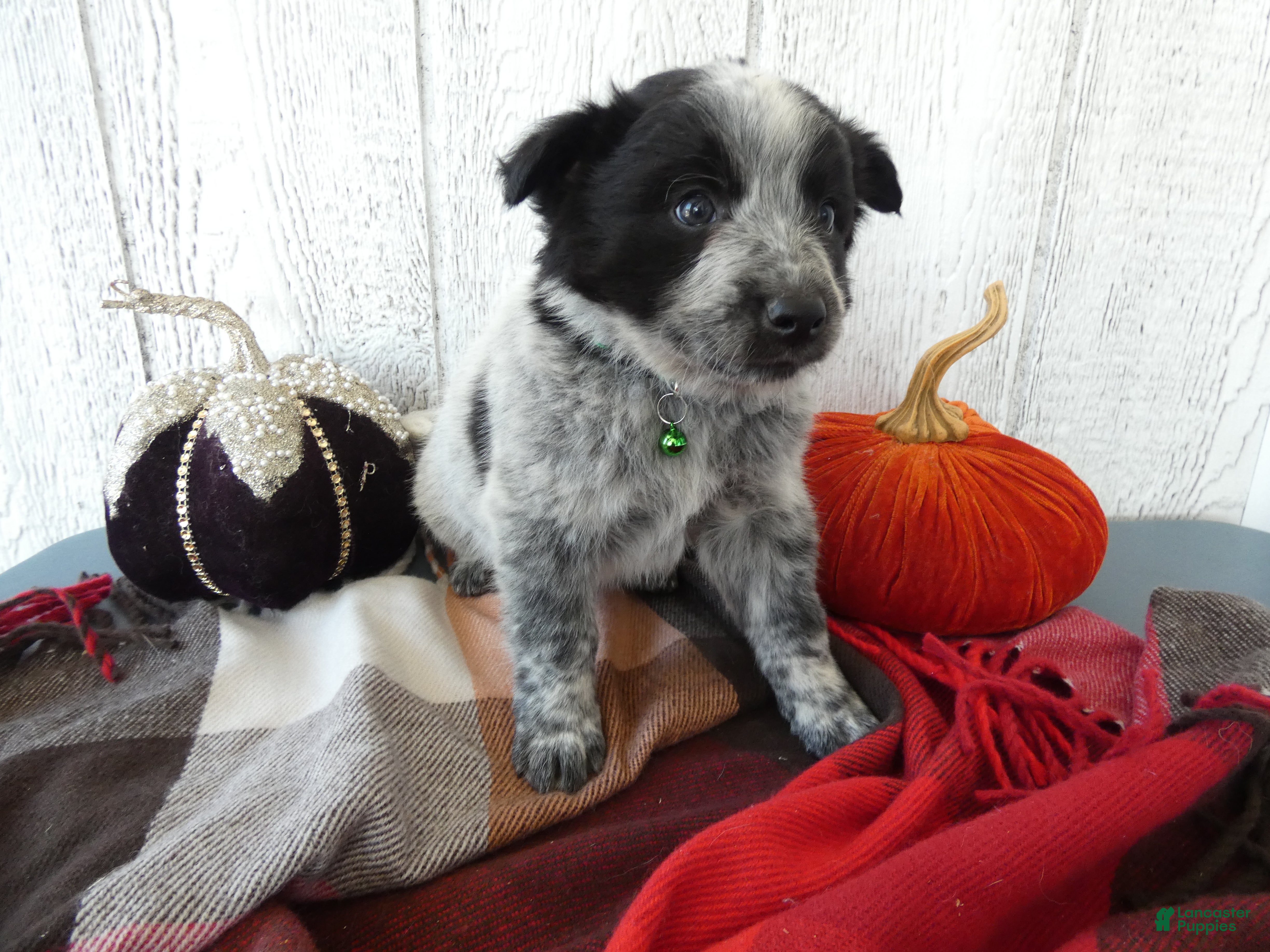 Australian Cattle Dog dogs for sale: Australian Cattle Dog 5 Busco` - Ad 3