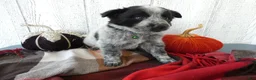Australian Cattle Dog dogs for sale: Australian Cattle Dog 5 Busco` - Ad 1