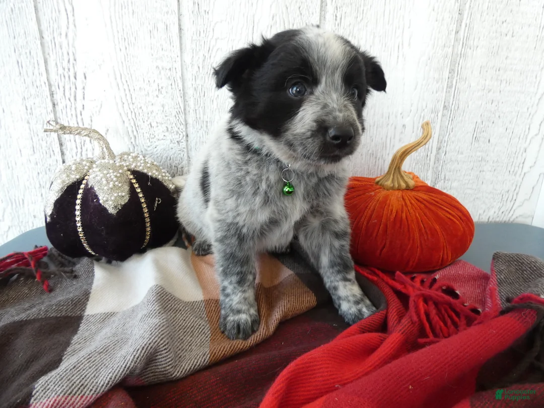 Australian Cattle Dog dogs for sale: Australian Cattle Dog 5 Busco` - Ad 1