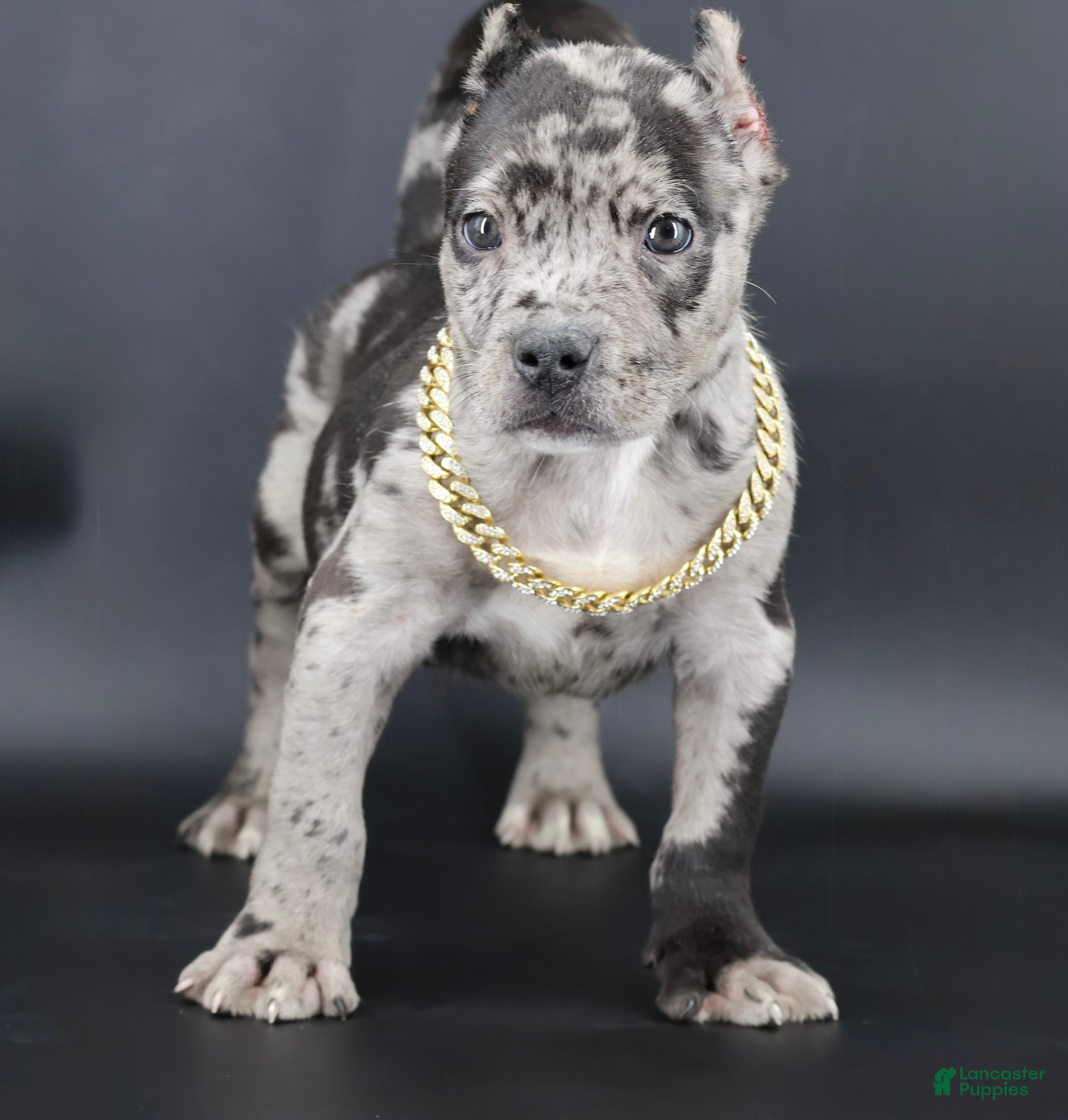 American Bully dogs Vow - Ad 1