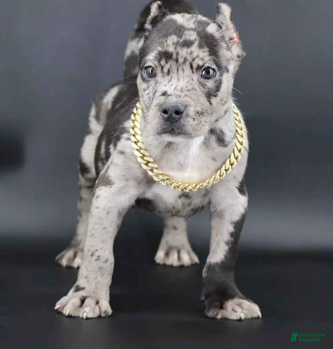 American Bully dogs for sale: Vow - Ad 1