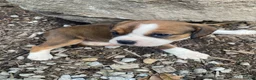 English Bulldog dogs for sale: Mia - Ad 9