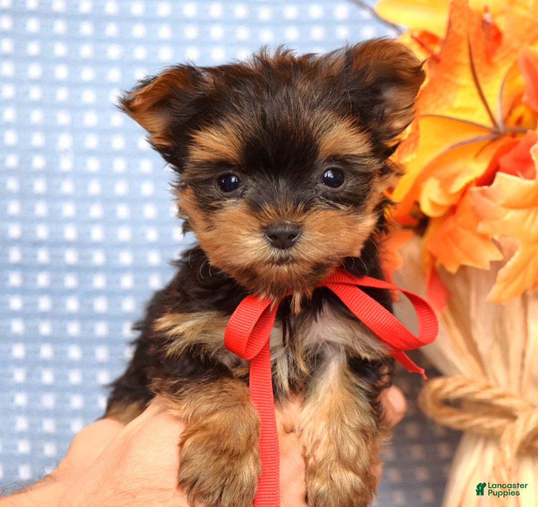 Yorkshire Terrier dogs for sale: Cooper - Ad 6