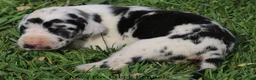 Great Dane dogs for sale: Molly - Ad 3