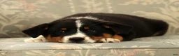 Australian Shepherd dogs for sale: Zoey - Ad 6