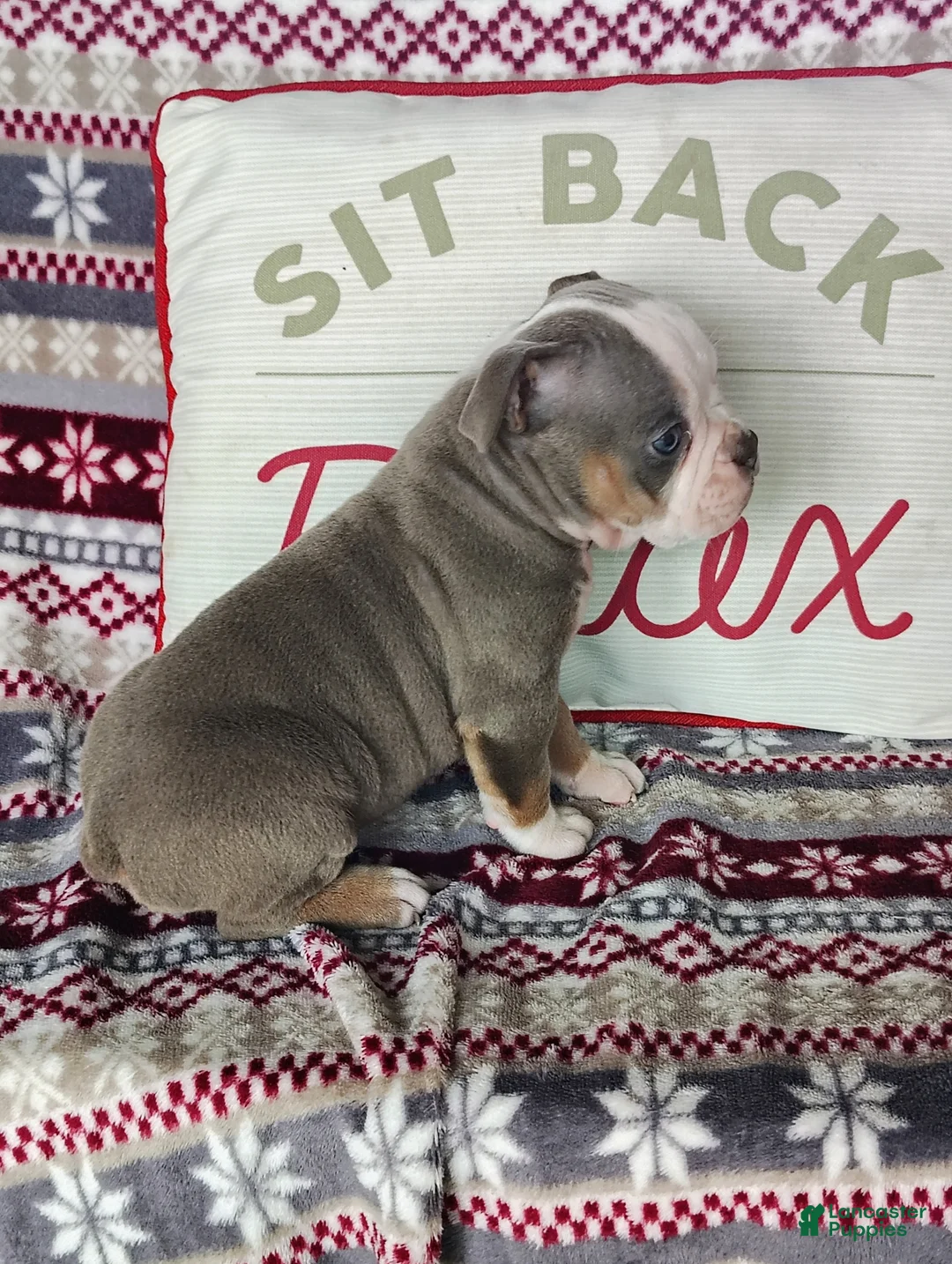 Olde English Bulldogge dogs for sale: Tiny - Ad 2