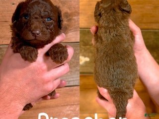 Saint Berdoodles dogs - Ad 28