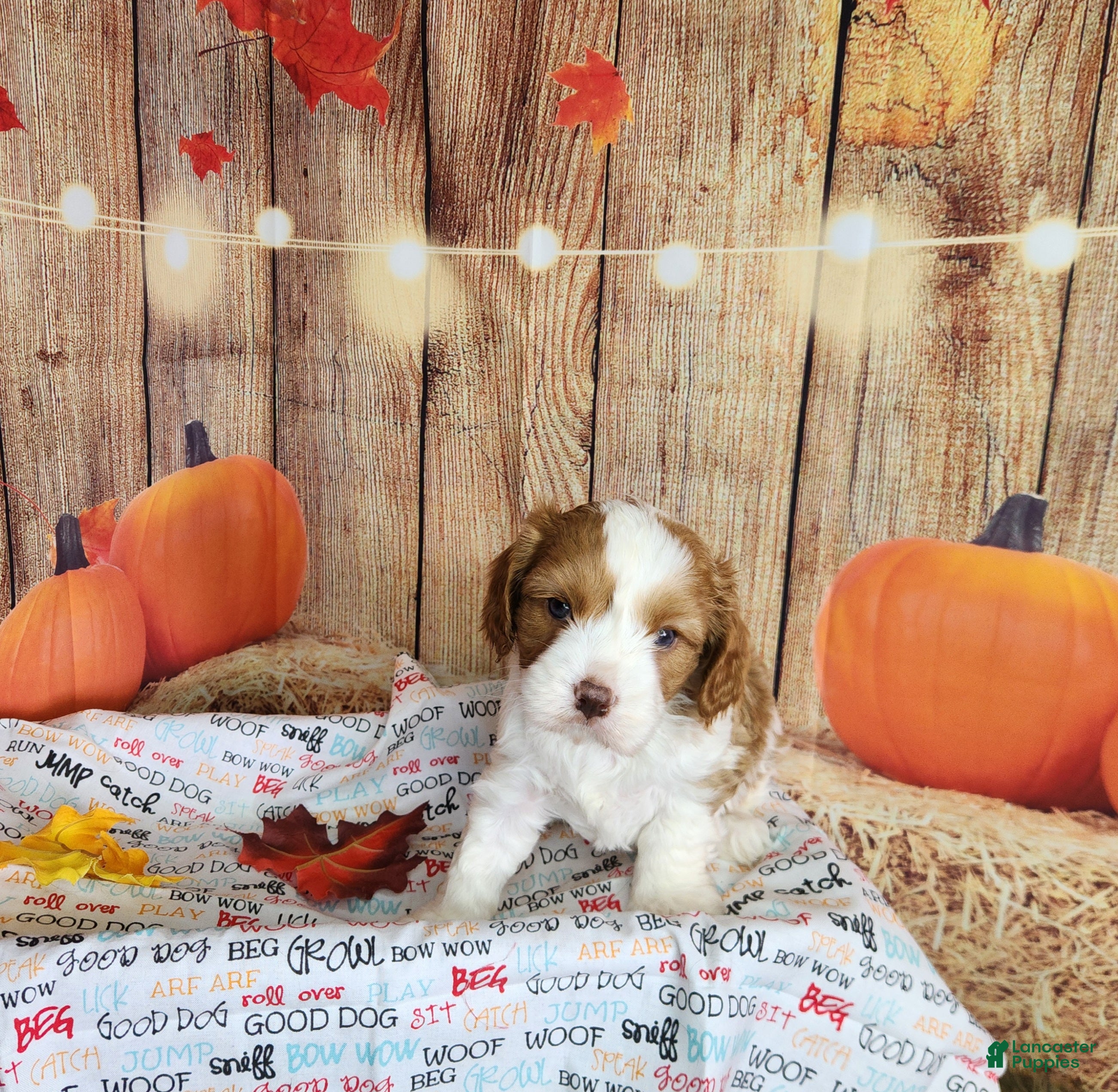 Cavapoo dogs for sale: Leo - Ad 2