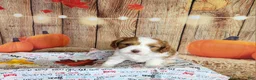 Cavapoo dogs for sale: Leo - Ad 2