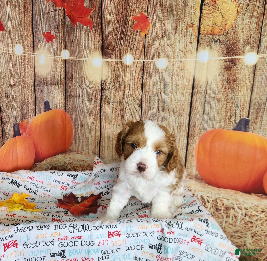 Cavapoo dogs for sale: Leo - Ad 2
