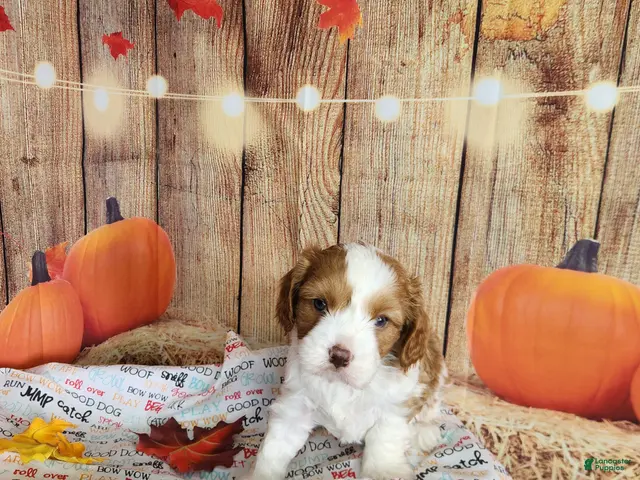 Cavapoo dogs for sale: Leo - Ad 2