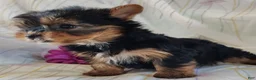Yorkshire Terrier dogs for sale: Sage - Ad 4