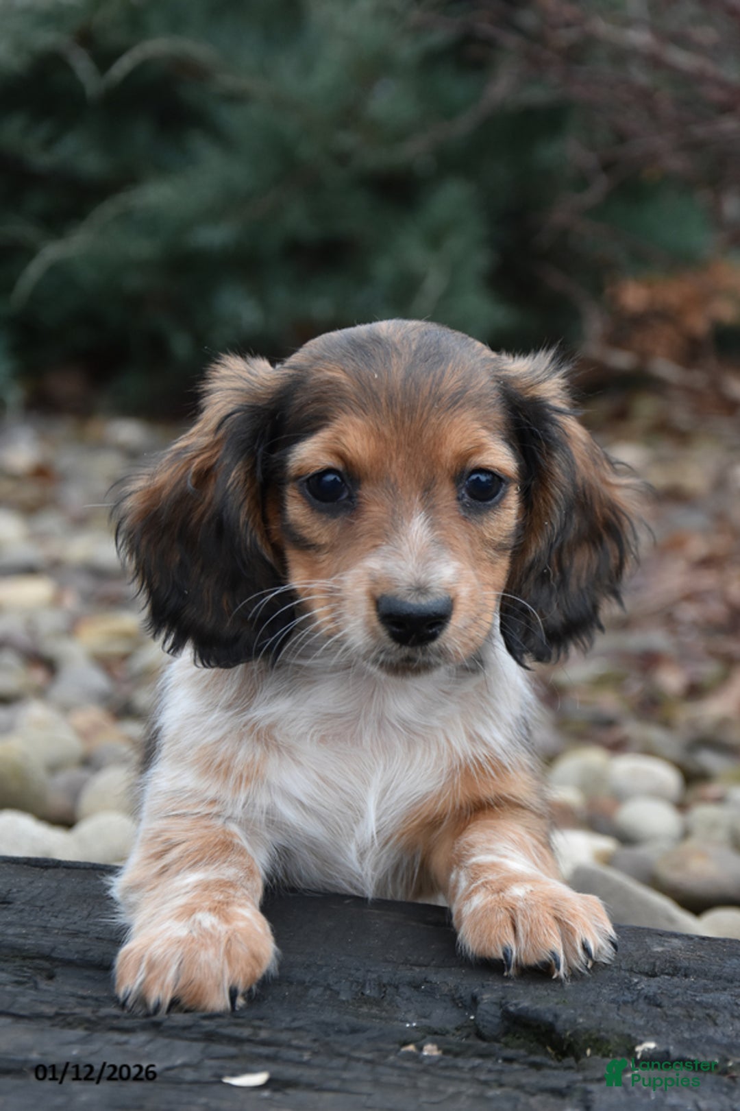 Miniature Dachshund dogs for sale: Sissy - Ad 2