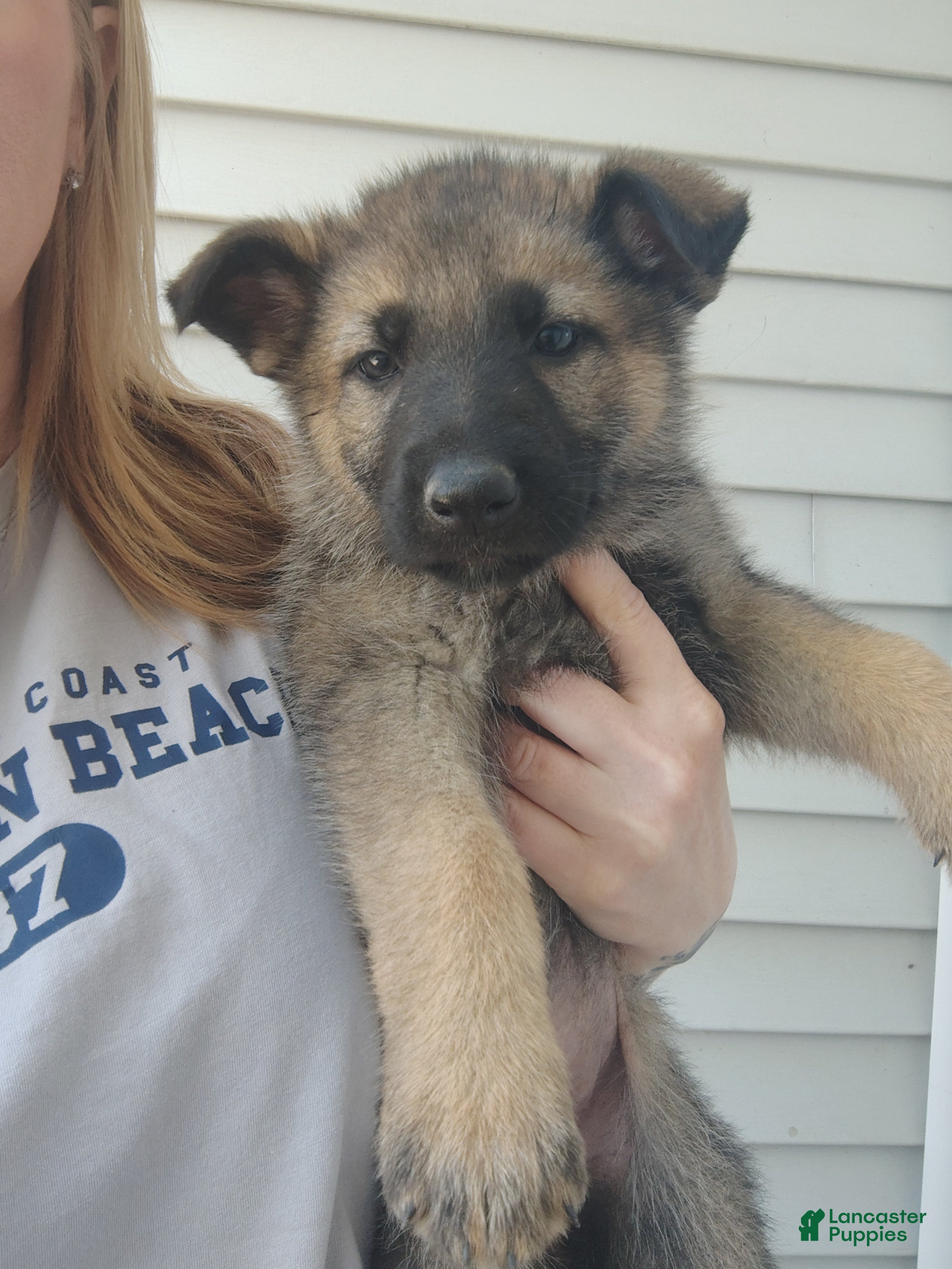 German Shepherd dogs Phoenix  - Ad 40