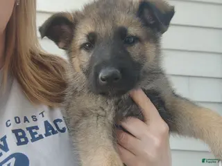 German Shepherd dogs Phoenix - Ad 40