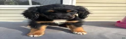 Mixed Breed dogs for sale: Milo - Ad 2