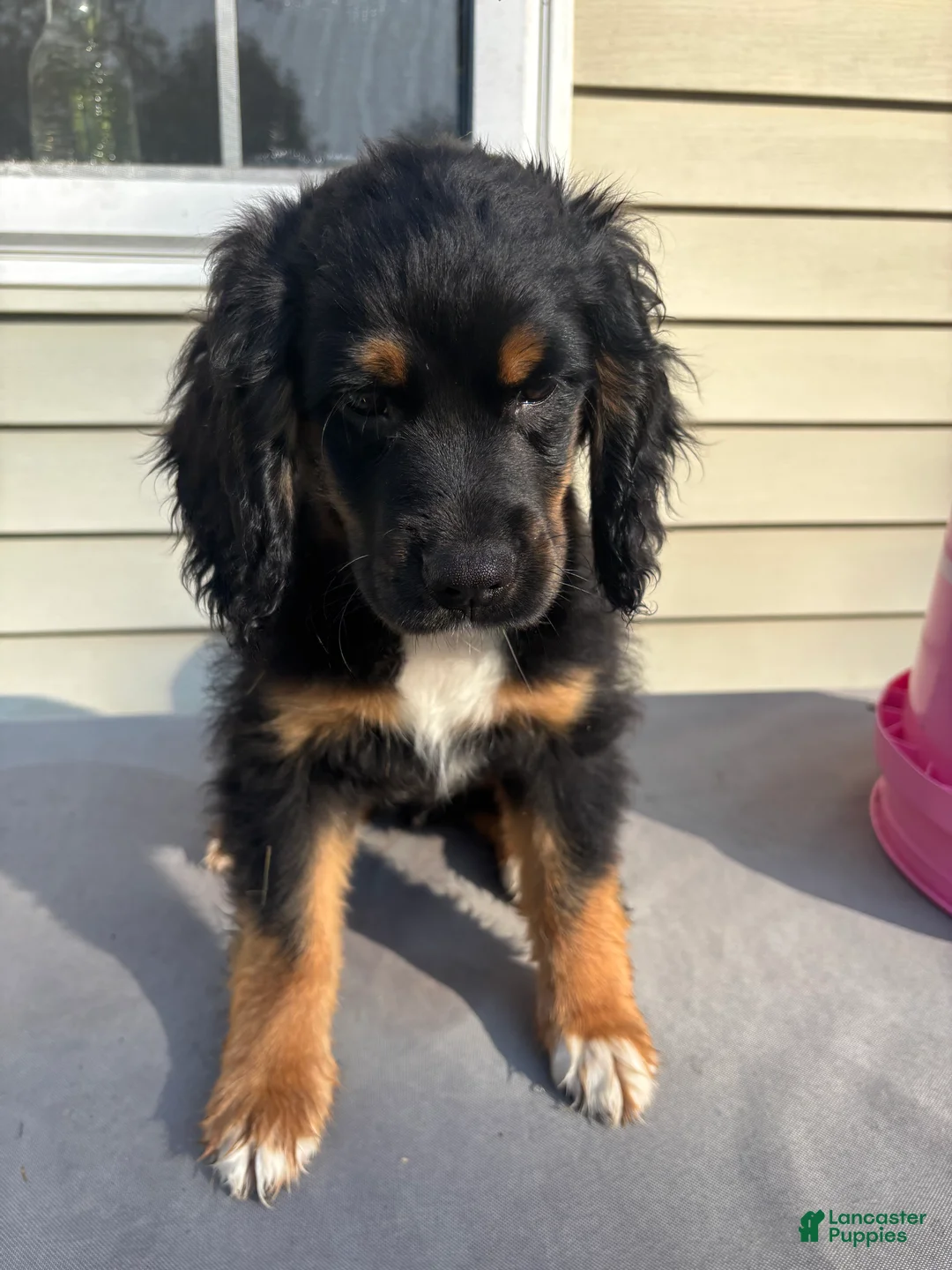 Mixed Breed dogs for sale: Milo - Ad 2