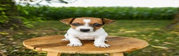 Jack Russell Terrier dogs for sale: Ember - Ad 2