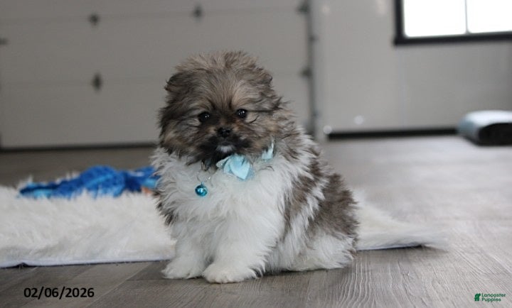 Pomeranian dogs Teddy - Ad 1