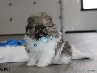 Pomeranian dogs Teddy - Ad 1