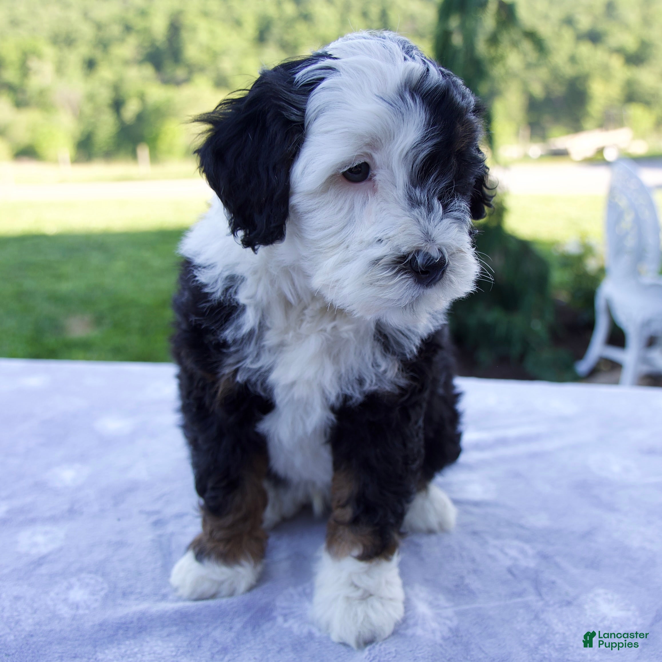 Mini Bernedoodle dogs Flash - Ad 2
