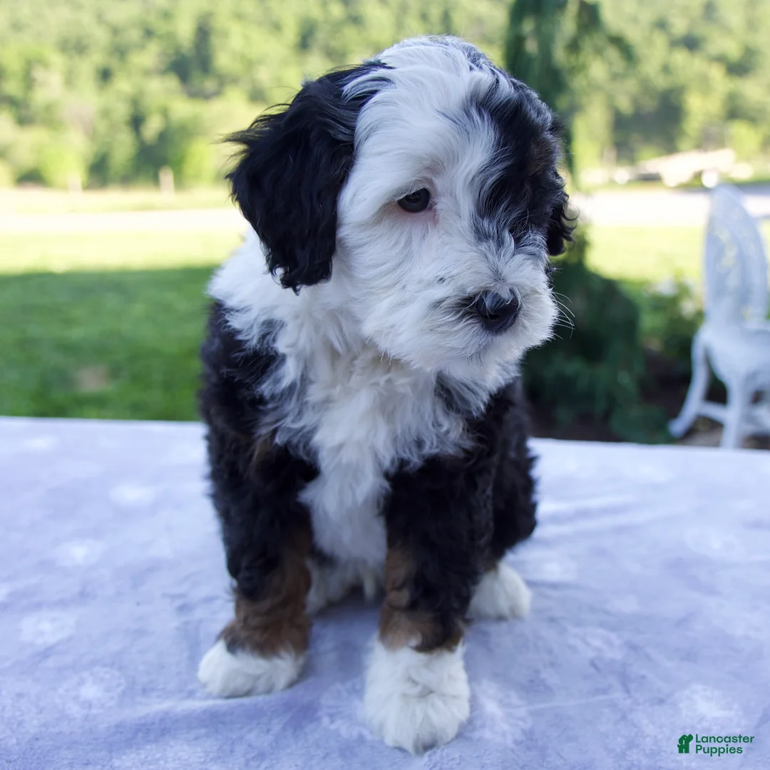 Mini Bernedoodle dogs for sale: Flash - Ad 2