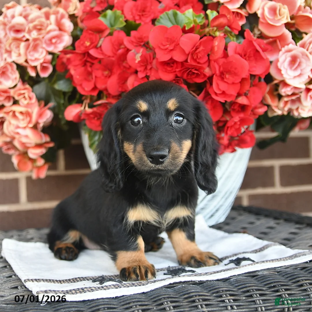 Miniature Dachshund dogs for sale: Trixie  - Ad 5