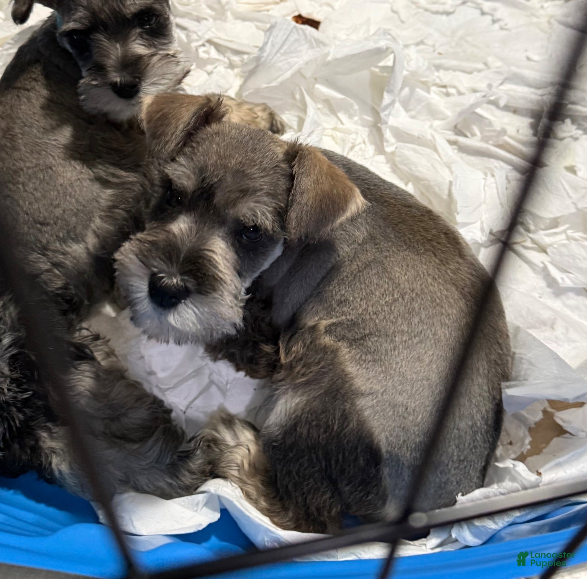 Miniature Schnauzer dogs Miniature Schnauzer Puppy (Red) - Ad 40