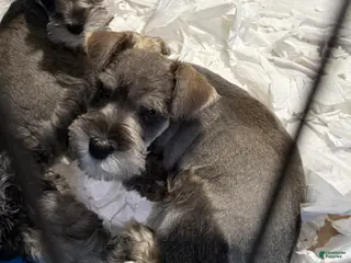 Miniature Schnauzer dogs Miniature Schnauzer Puppy (Red) - Ad 41