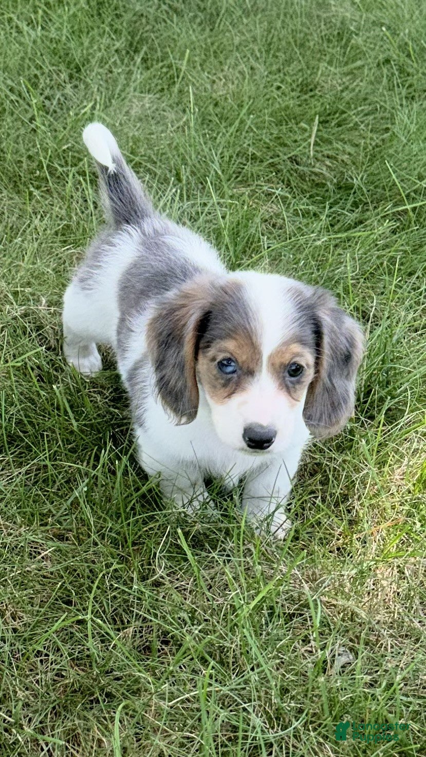 Miniature Dachshund dogs Blake - Ad 2