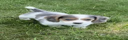 Miniature Dachshund dogs for sale: Blake - Ad 2