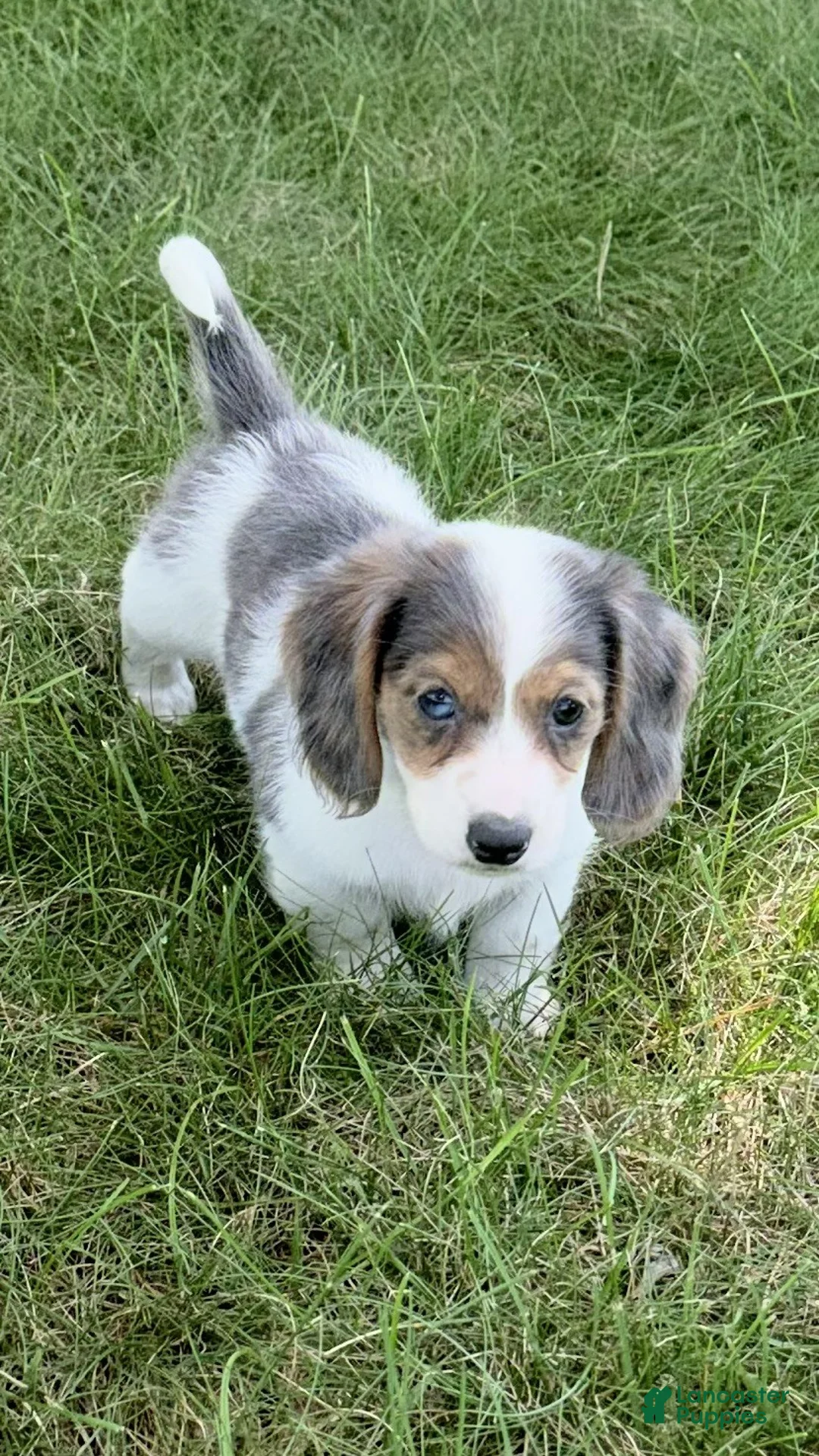 Miniature Dachshund dogs for sale: Blake - Ad 2