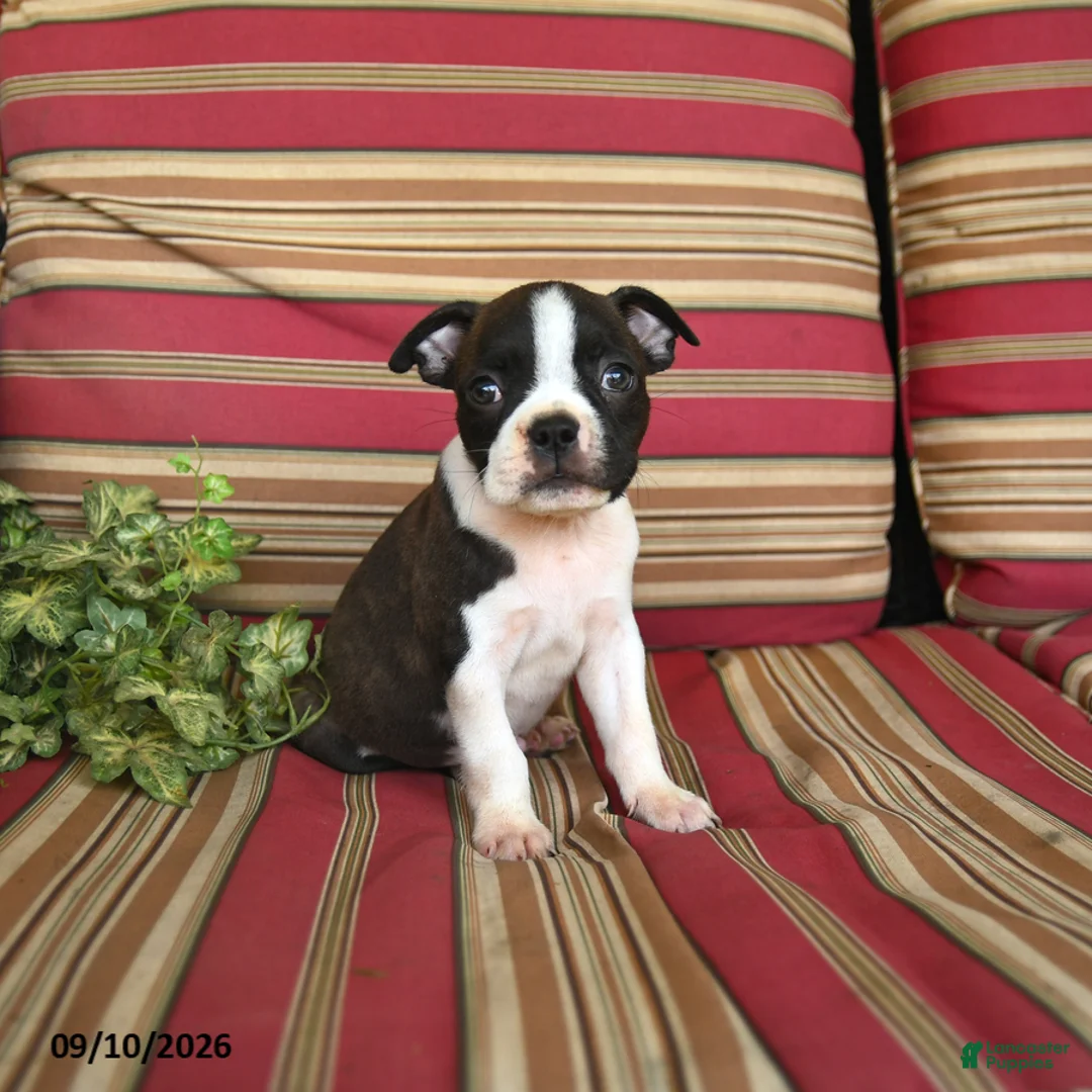 Boston Terrier dogs for sale: Peter - Ad 1