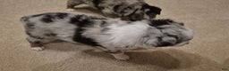 Toy Australian Shepherd dogs for sale: Toy Australian Shepherd River - Ad 2