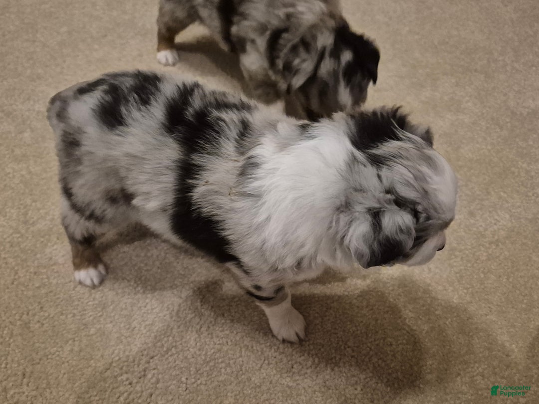 Toy Australian Shepherd dogs for sale: Toy Australian Shepherd River - Ad 2