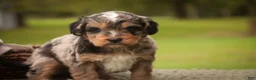 Mini Bernedoodle dogs for sale: Cornell F1 Mini Bernedoodle  - Ad 6